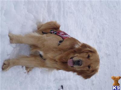 Stud Dogs - Golden Retriever